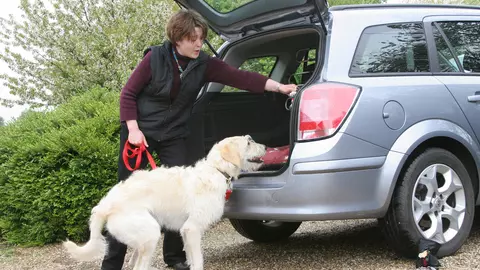 Yellow labradoodle dog jumping into a silver car